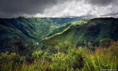 The Shrinking Forests In India’s Green Frontier The Shrinking Forests In India’s Green Frontier