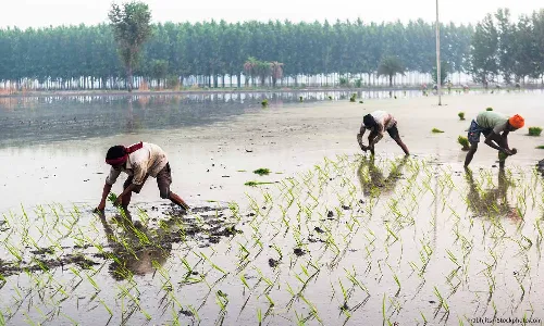 Selling Water: How Punjab’s Basmati Exports Are Worsening Its Groundwater Crisis Selling Water: How Punjab’s Basmati Exports Are Worsening Its Groundwater Crisis
