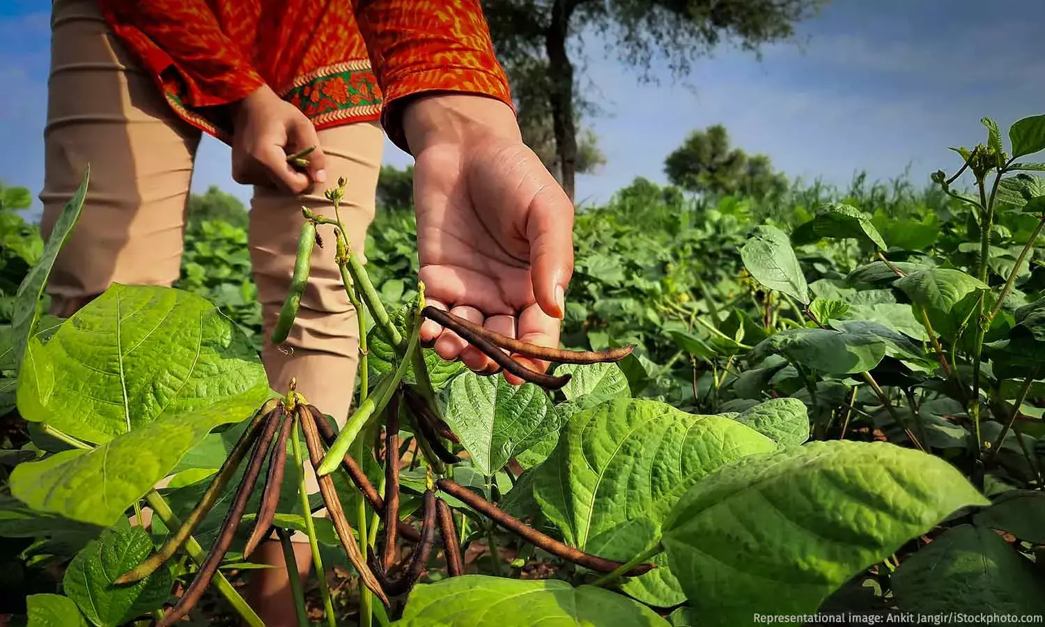 How Climate Change Threatens Indias Pulse Production How Climate Change Threatens Indias Pulse Production