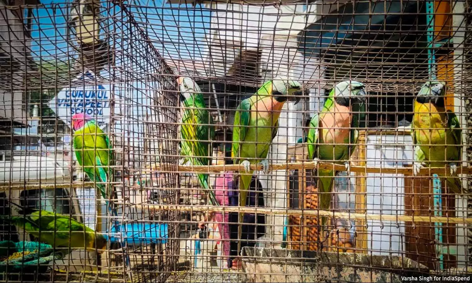 India’s Illegal Bird Markets Thrive Despite Prohibitory Laws India’s Illegal Bird Markets Thrive Despite Prohibitory Laws
