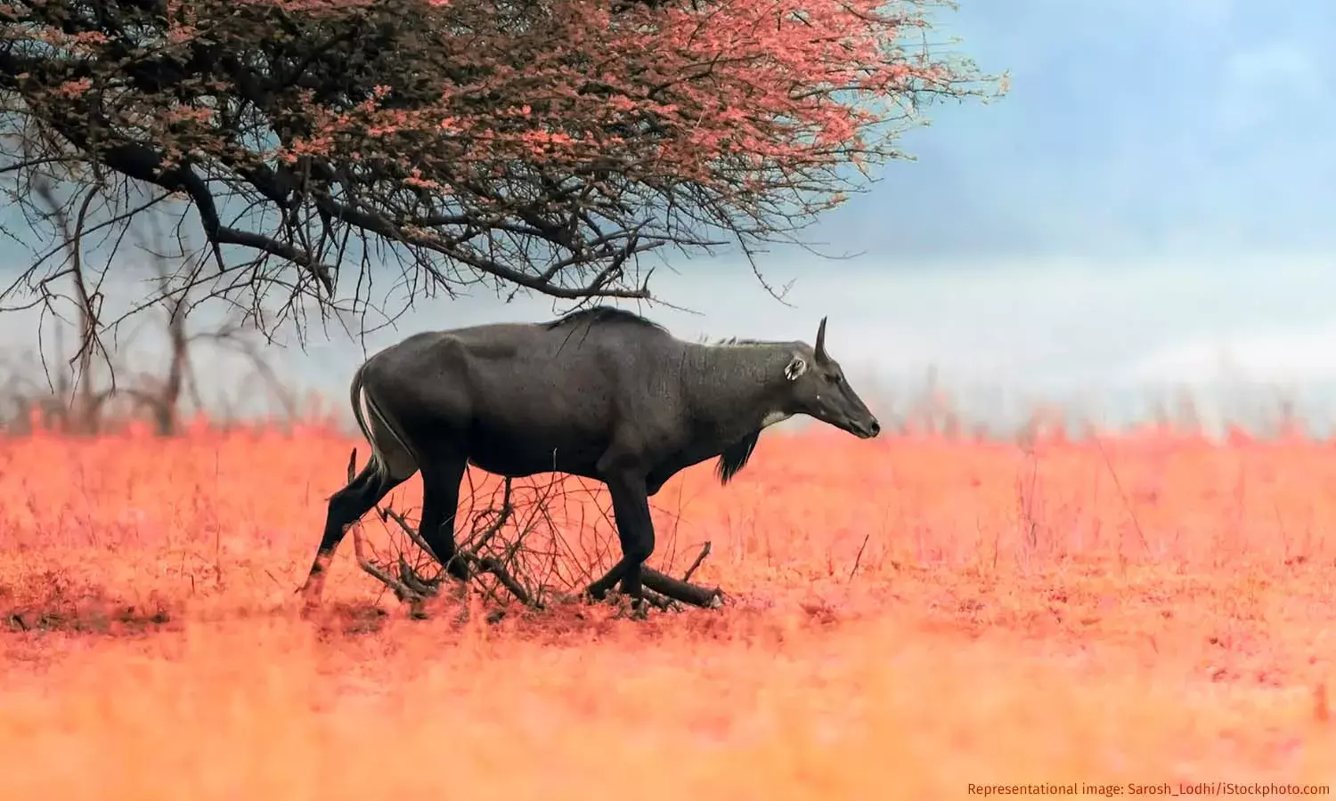 How Man-Animal Conflict Led To Poaching Networks In Haryana How Man-Animal Conflict Led To Poaching Networks In Haryana