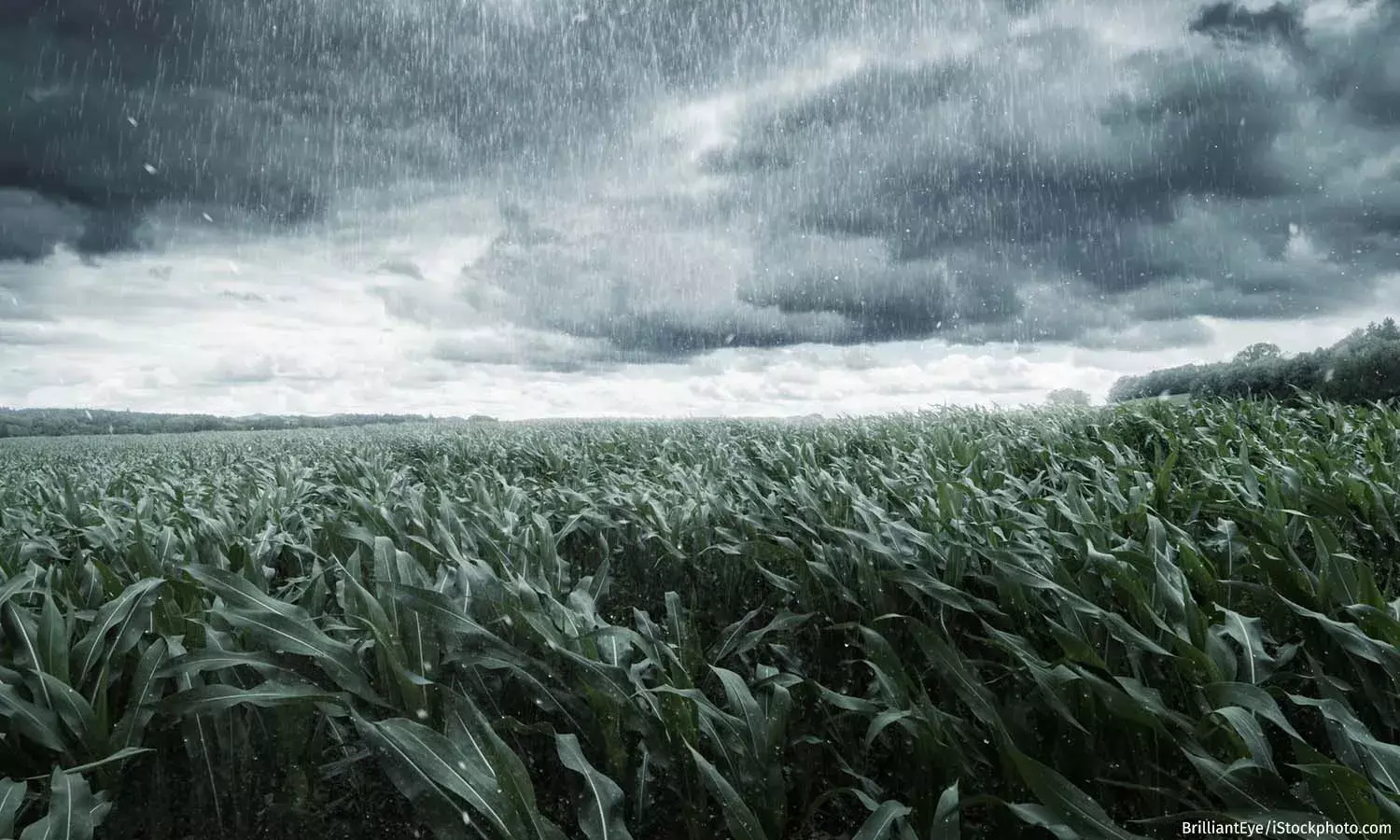 Unseasonal Rains Defy Forecasts, Damage Crops, Disrupt Lives Unseasonal Rains Defy Forecasts, Damage Crops, Disrupt Lives