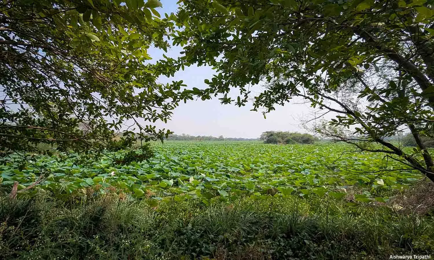 Why Wetlands Need Dry Days Why Wetlands Need Dry Days