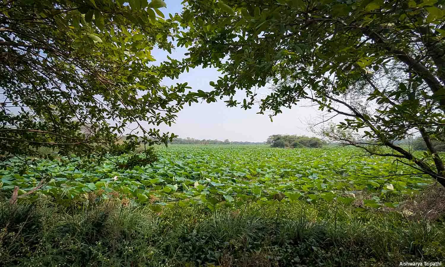 Why Wetlands Need Dry Days