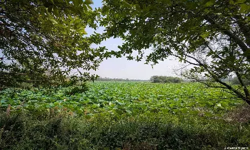 Why Wetlands Need Dry Days Why Wetlands Need Dry Days
