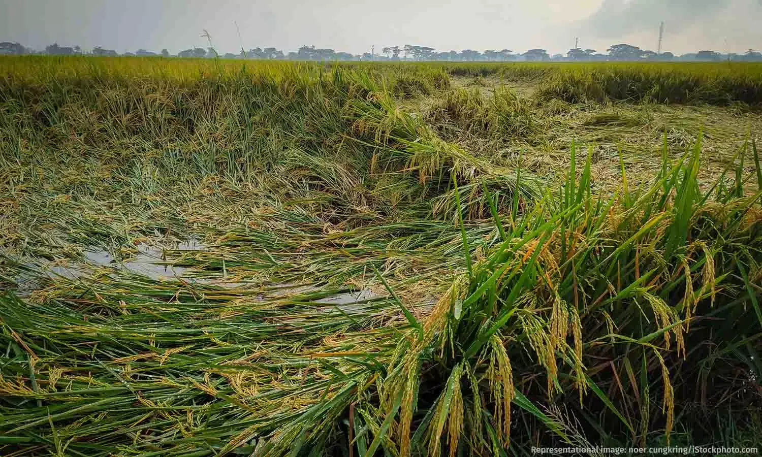 Changing Climate Is Impacting India’s Nutrition Security