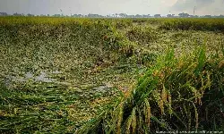 Changing Climate Is Impacting India’s Nutrition Security