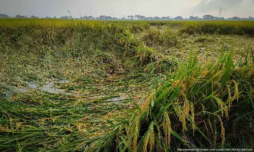 Changing Climate Is Impacting India’s Nutrition Security Changing Climate Is Impacting India’s Nutrition Security