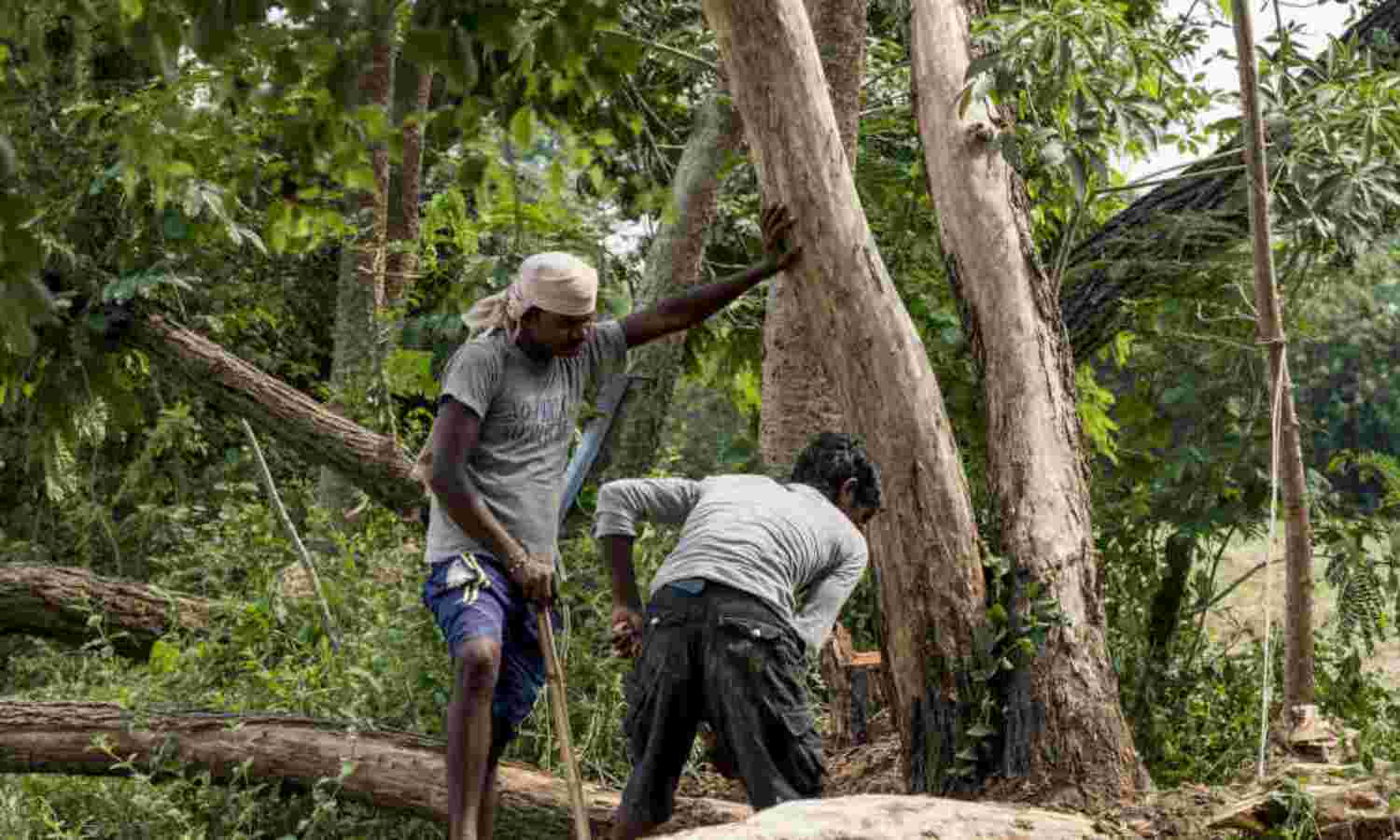 More than one-third of the  forest is degraded, study says