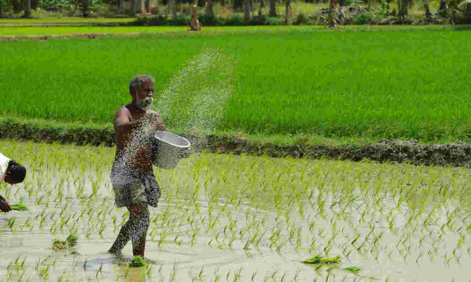 India Must Shift Rice Growing East From Punjab & Haryana To Prevent Desertification