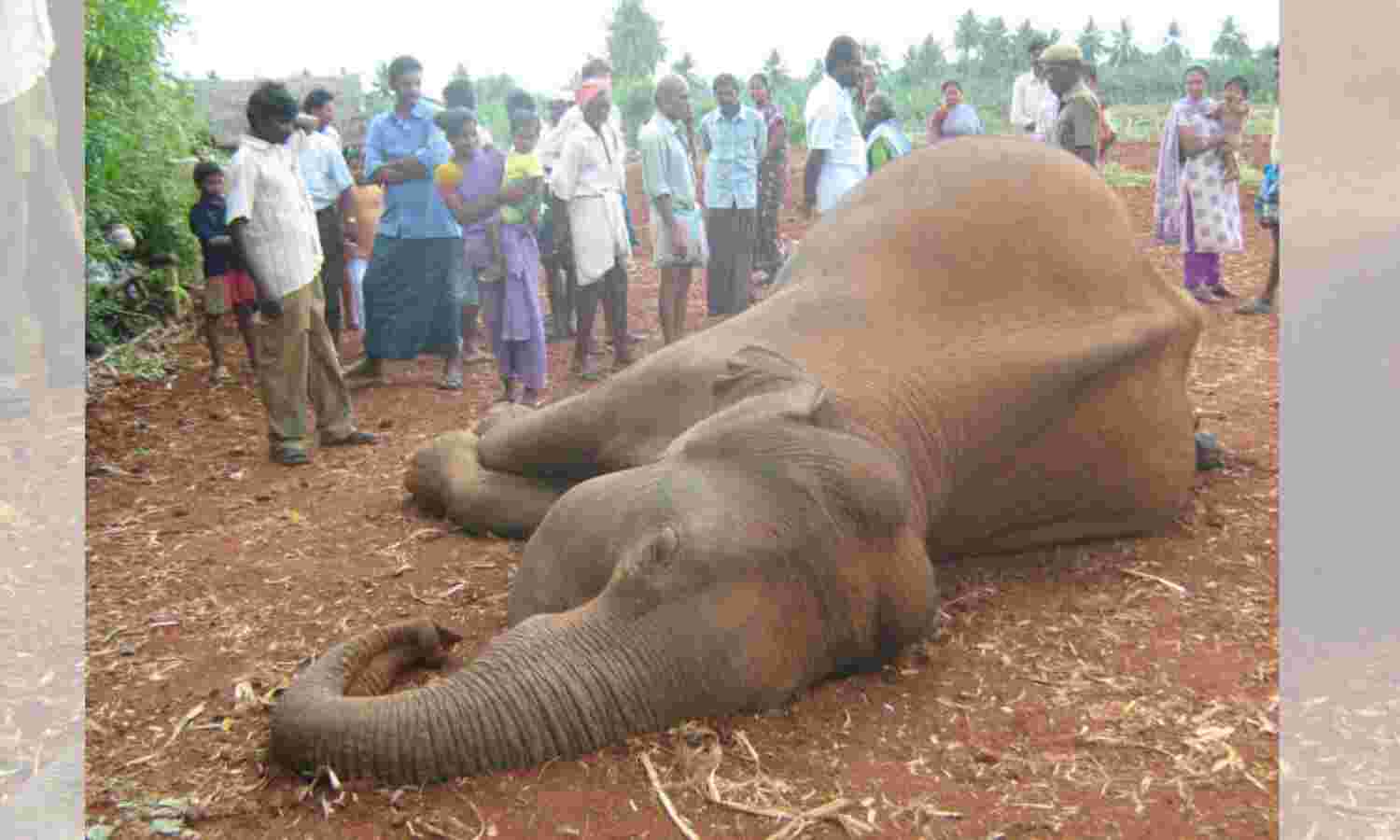 As Living Room Runs Out In India, The Slaughter Of Its Elephants Escalates