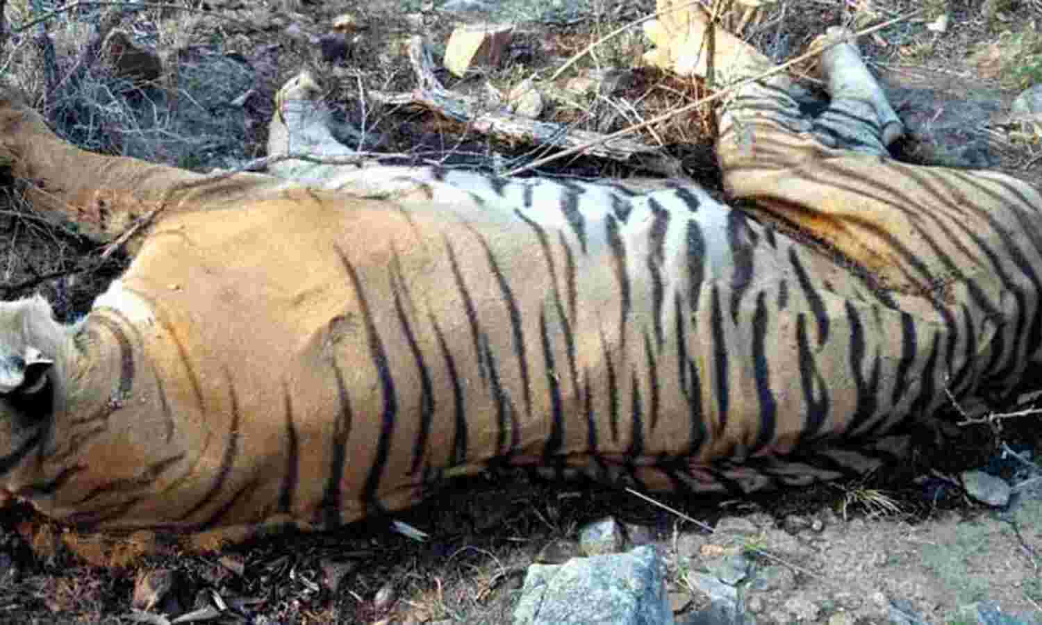Most Tiger Deaths In Madhya Pradesh, Maharashtra Over 8 Years