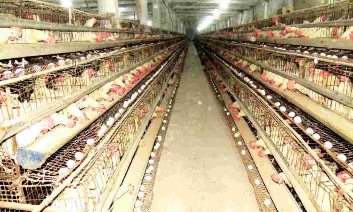 How India Can Cut Rampant Antibiotic Misuse In Food Animals