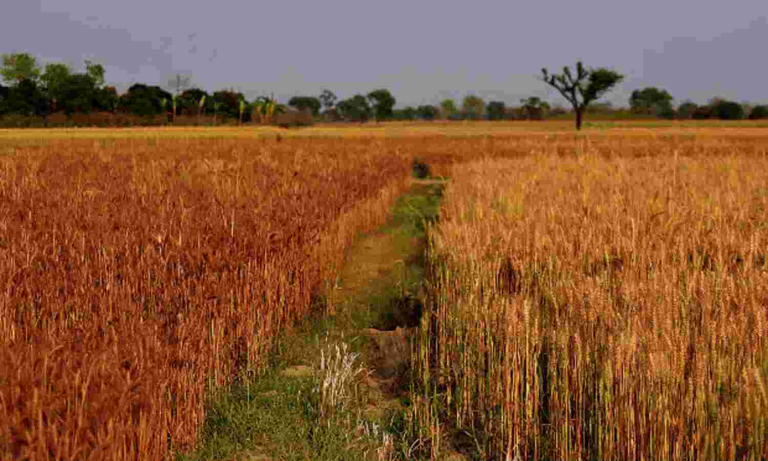 More CO2 In The Atmosphere Produces Food Crops Shorn Of Essential Nutrients
