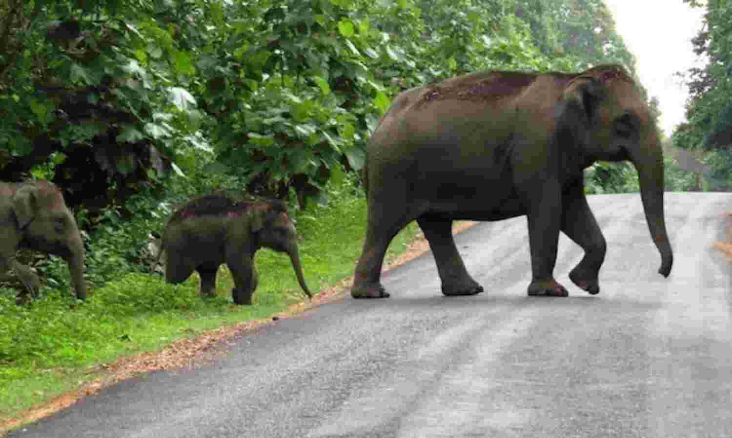 As India Worships Elephant God, Conflict Rages With Elephants (But That Can Change)