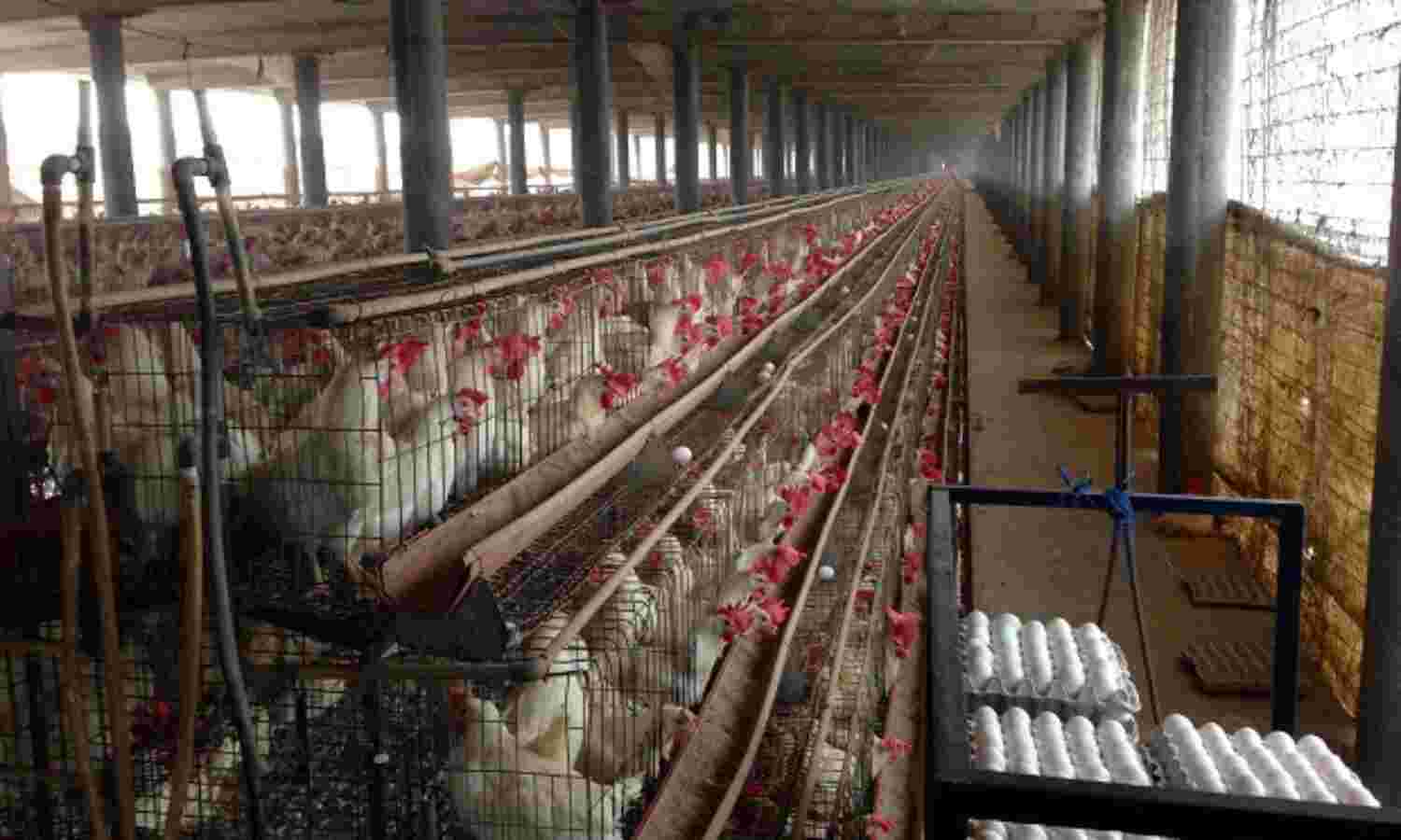 Indian Poultry Farms Use Antibiotics To Replace Nutrition, Hygiene; Endanger Human Lives