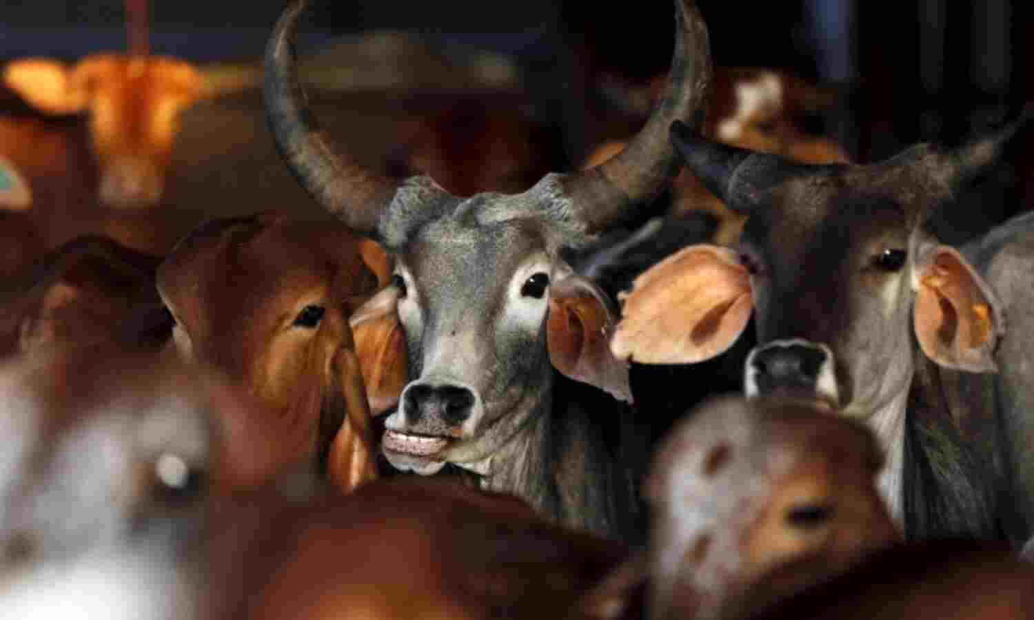 25 Cases Of Cow-Related Violence In 7 Months Of 2017, Surpassing 2016 As Worst Year