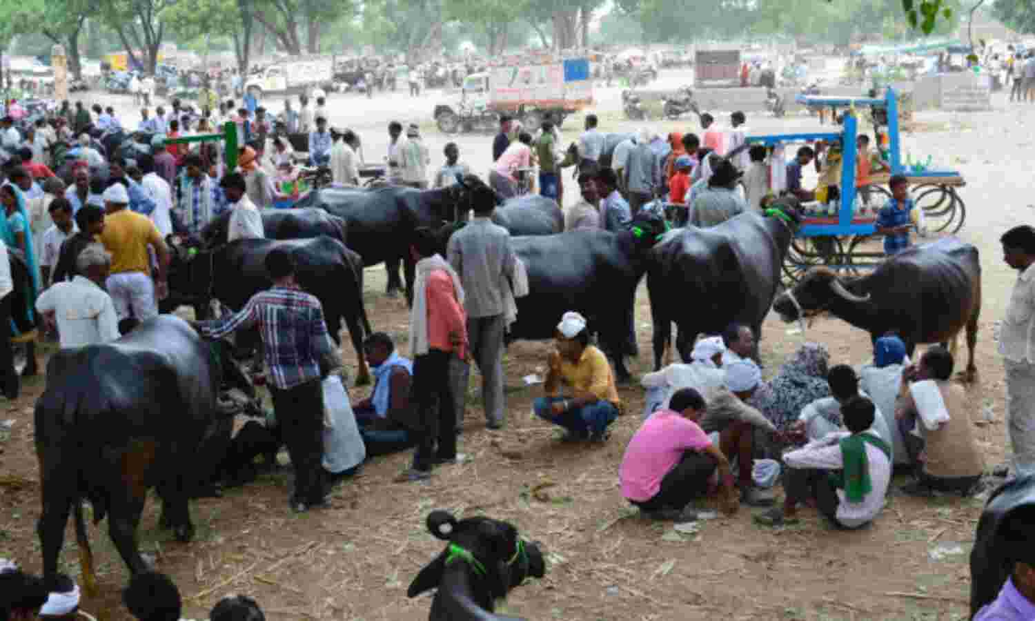 UPs Slaughterhouse Crackdown: Butchers, Farmers, Traders Hit, Big Businesses Gain