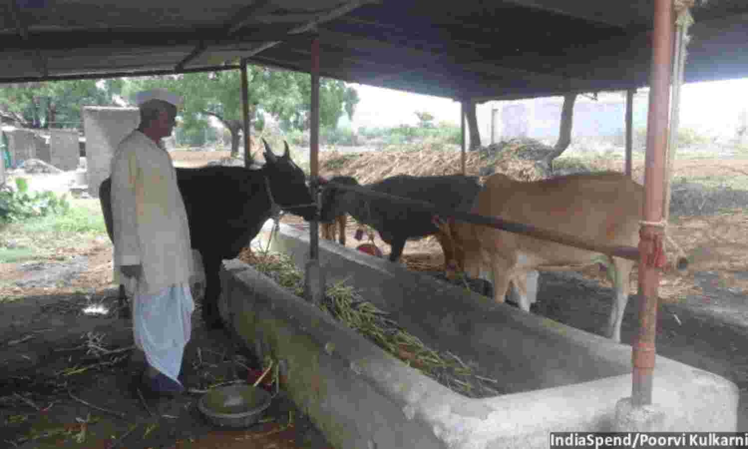 Why Pundalikrao Ukarde Does Not Want To Raise Cows Anymore