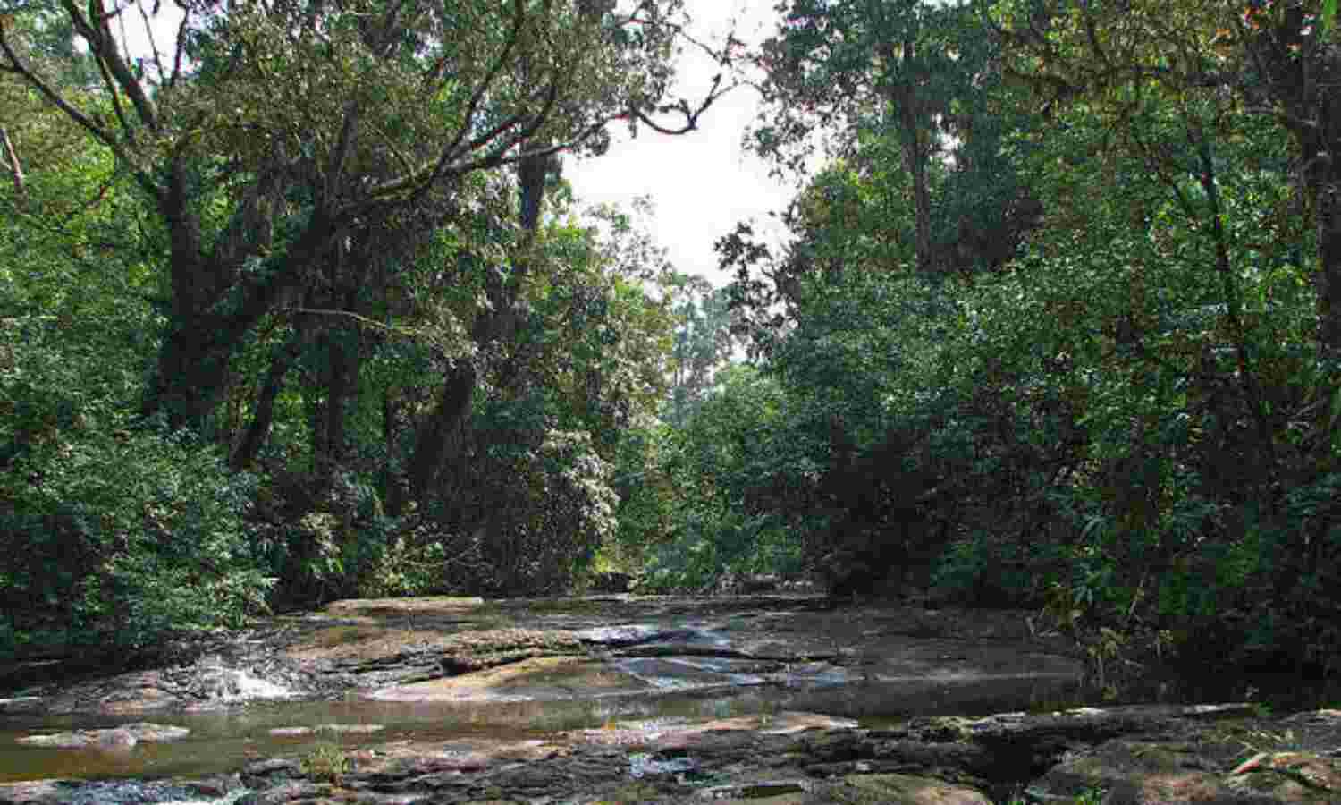 India’s Wildlife Crisis, And Why Hope Is So Important
