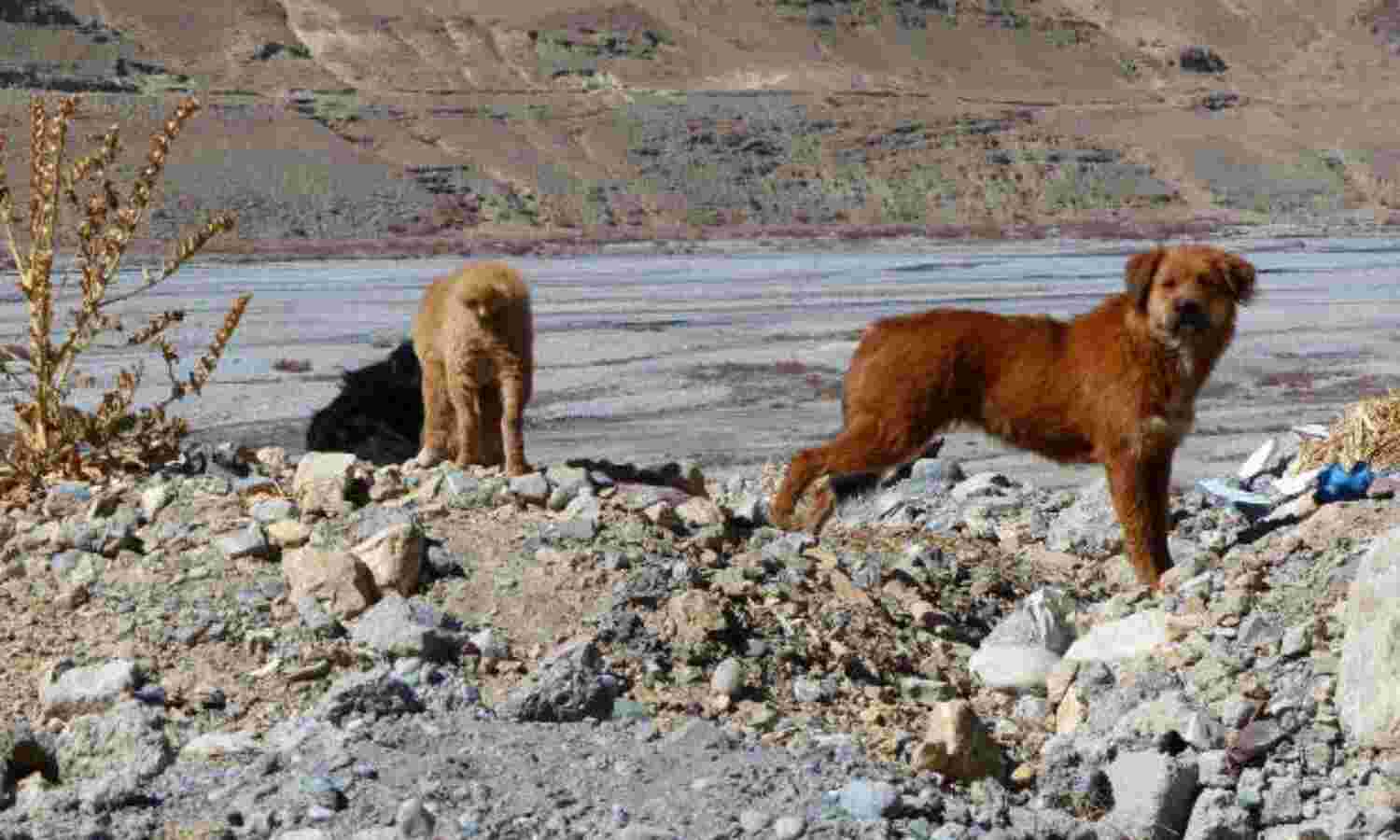 In Cold Himalayan Desert, Feral Dogs Are Killing More Livestock Than Snow Leopards