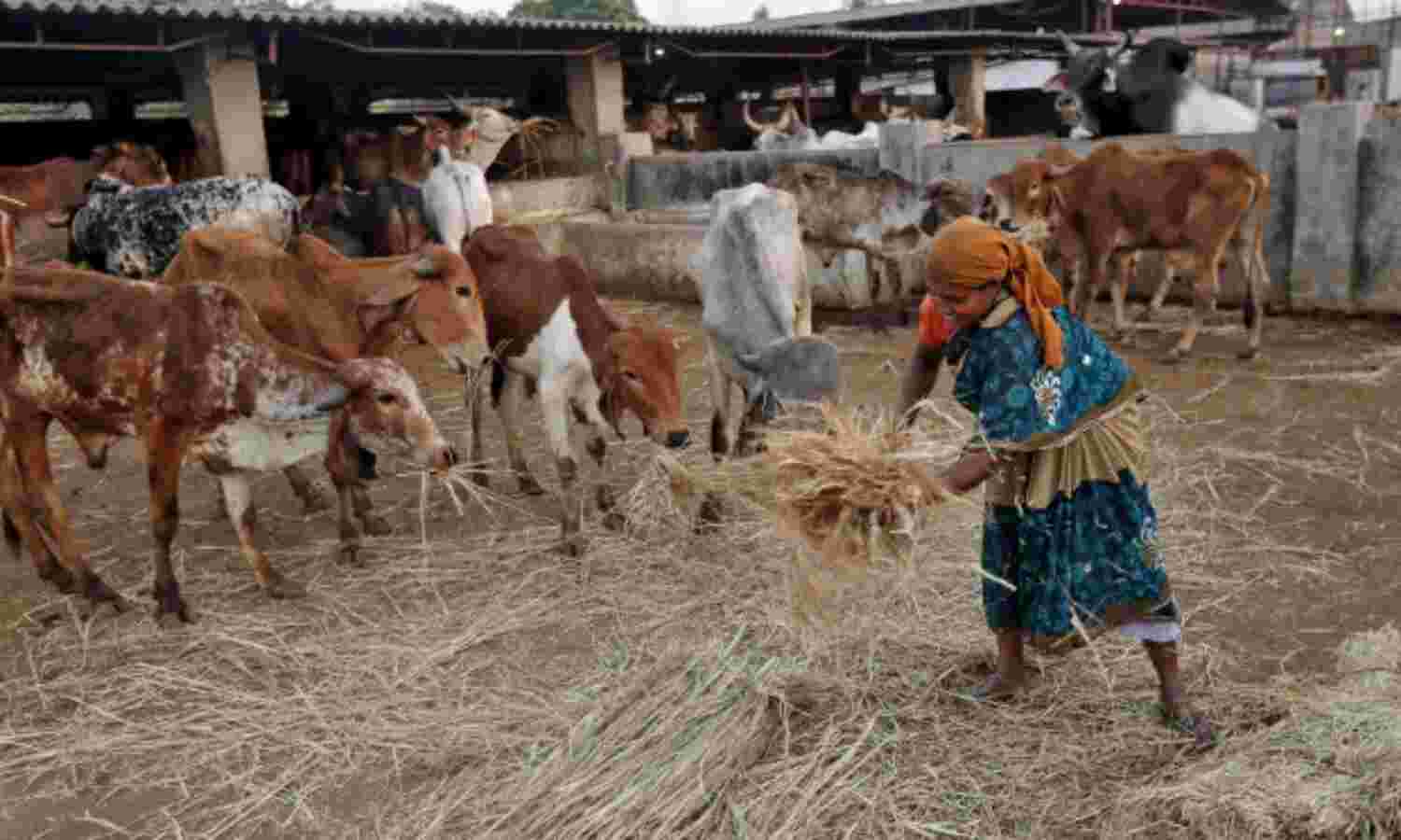99.38% Indians Now Live In Areas Under Cow-Protection Laws