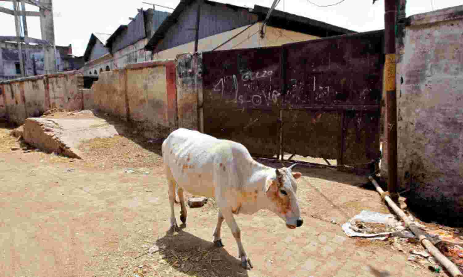 UP’s Anti-Abattoir Campaign Could Cripple Prime Revenue- And Job-Generating Industries