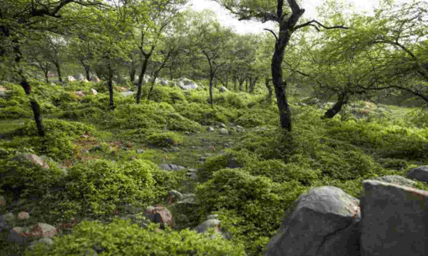As Maharashtra Makes Big Mining Push, Tribals Push Back