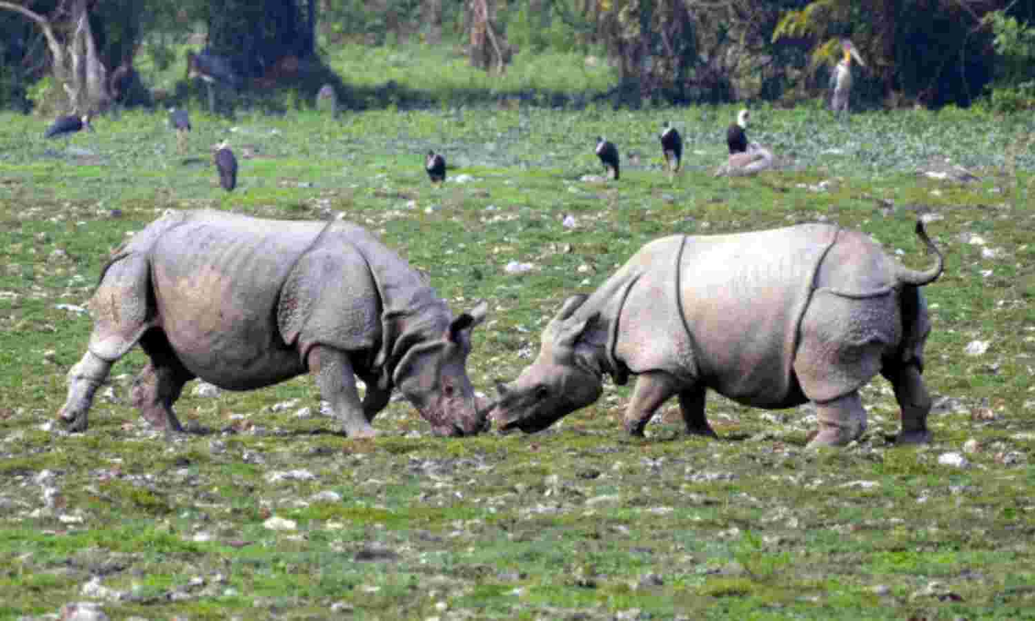 Indias Rhino Population Up 35 Times In 107 Years