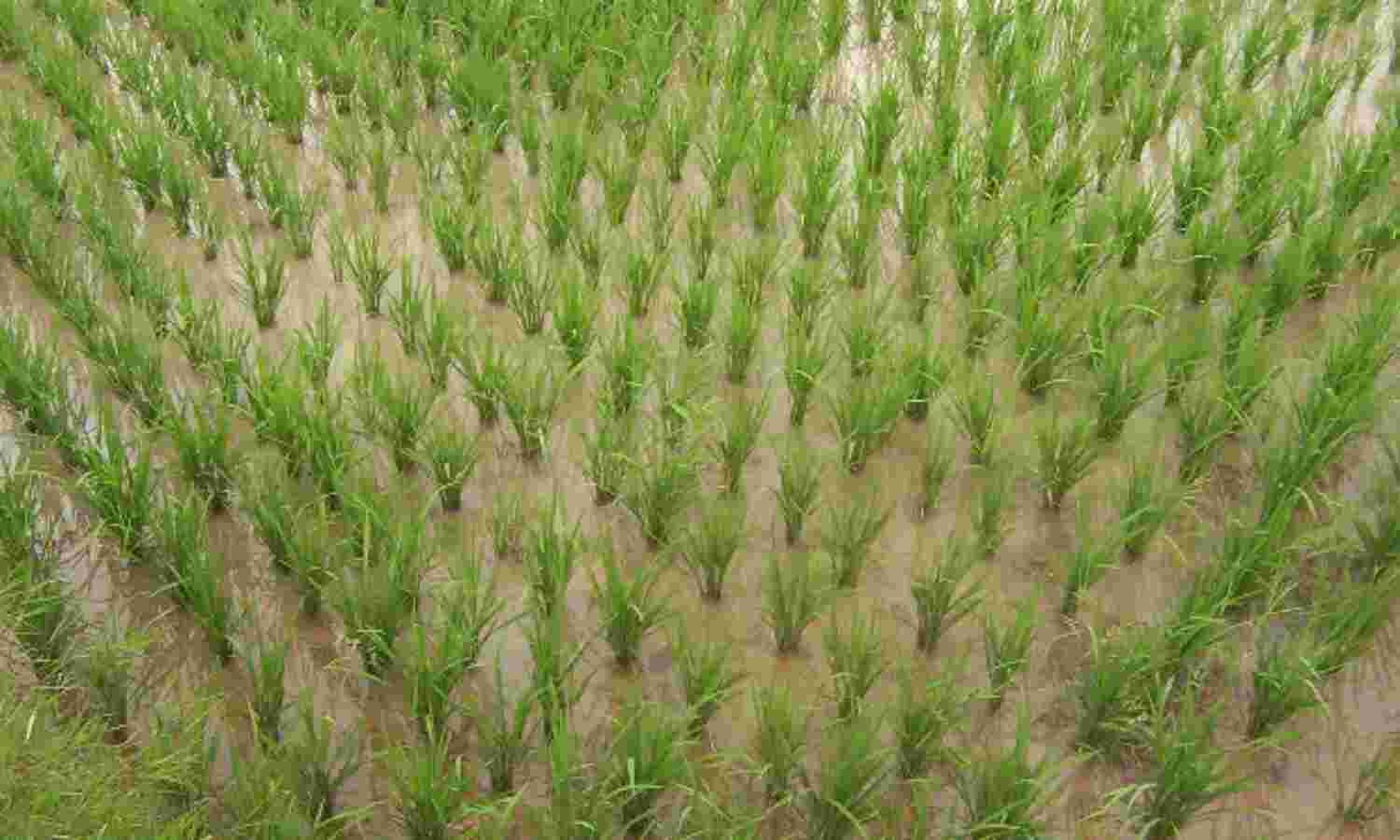 Monsoon Ends This Week, Record Food Output Likely