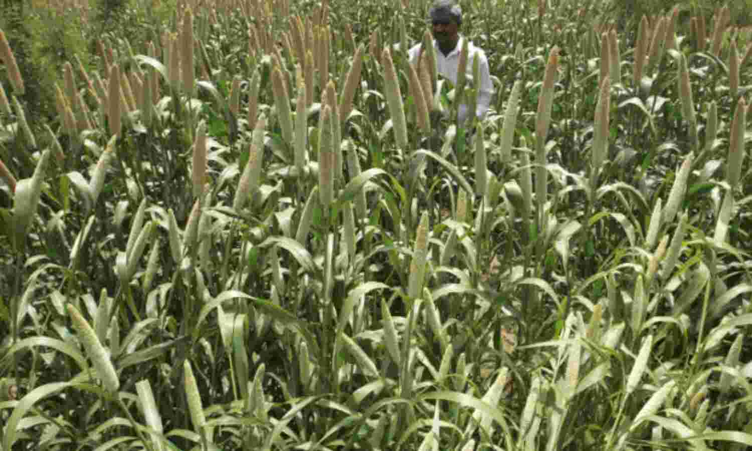 A Millets Revival Could Solve Indias Malnutrition Problem, Benefit Farmers
