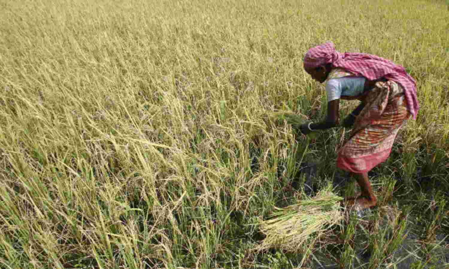 Why Small Farmers In Tamil Nadu Borrow Money At 60% Interest