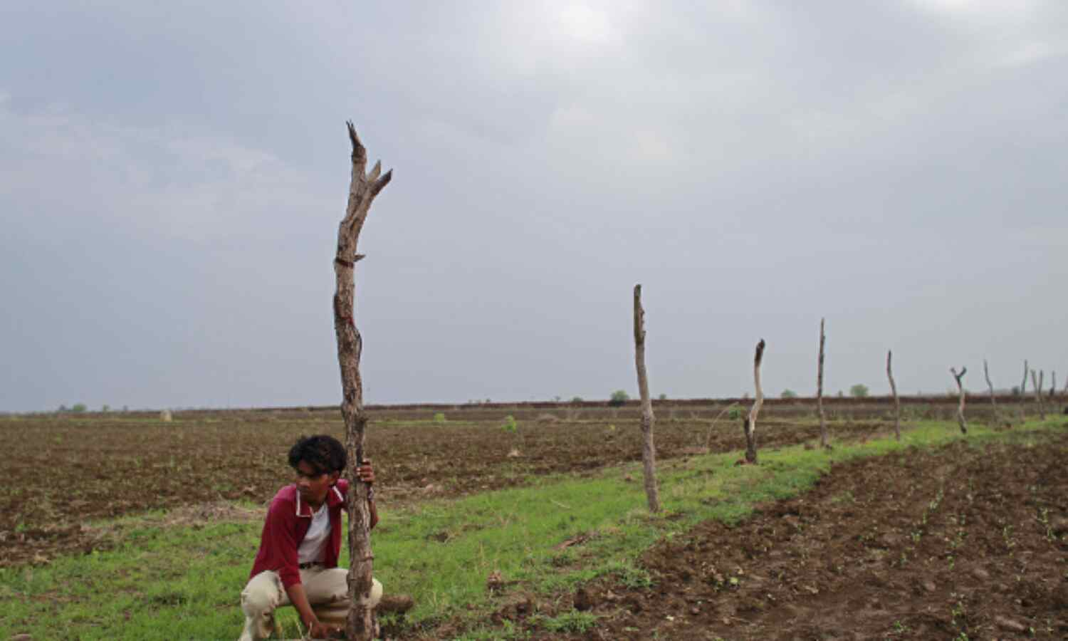 Crop Damage By Wild Animals Declined 33%: Govt