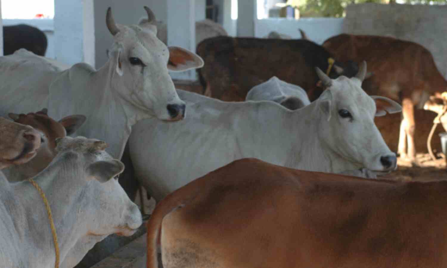 Lesson From Maharashtra: Without Slaughter, Cattle-Farming Hard