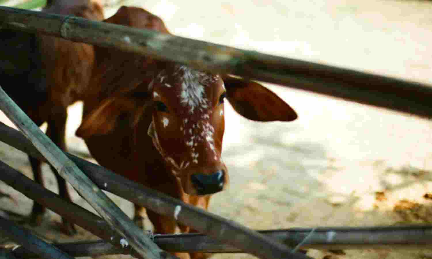Beef Consumption Rises (Marginally), Indians Seek Protein