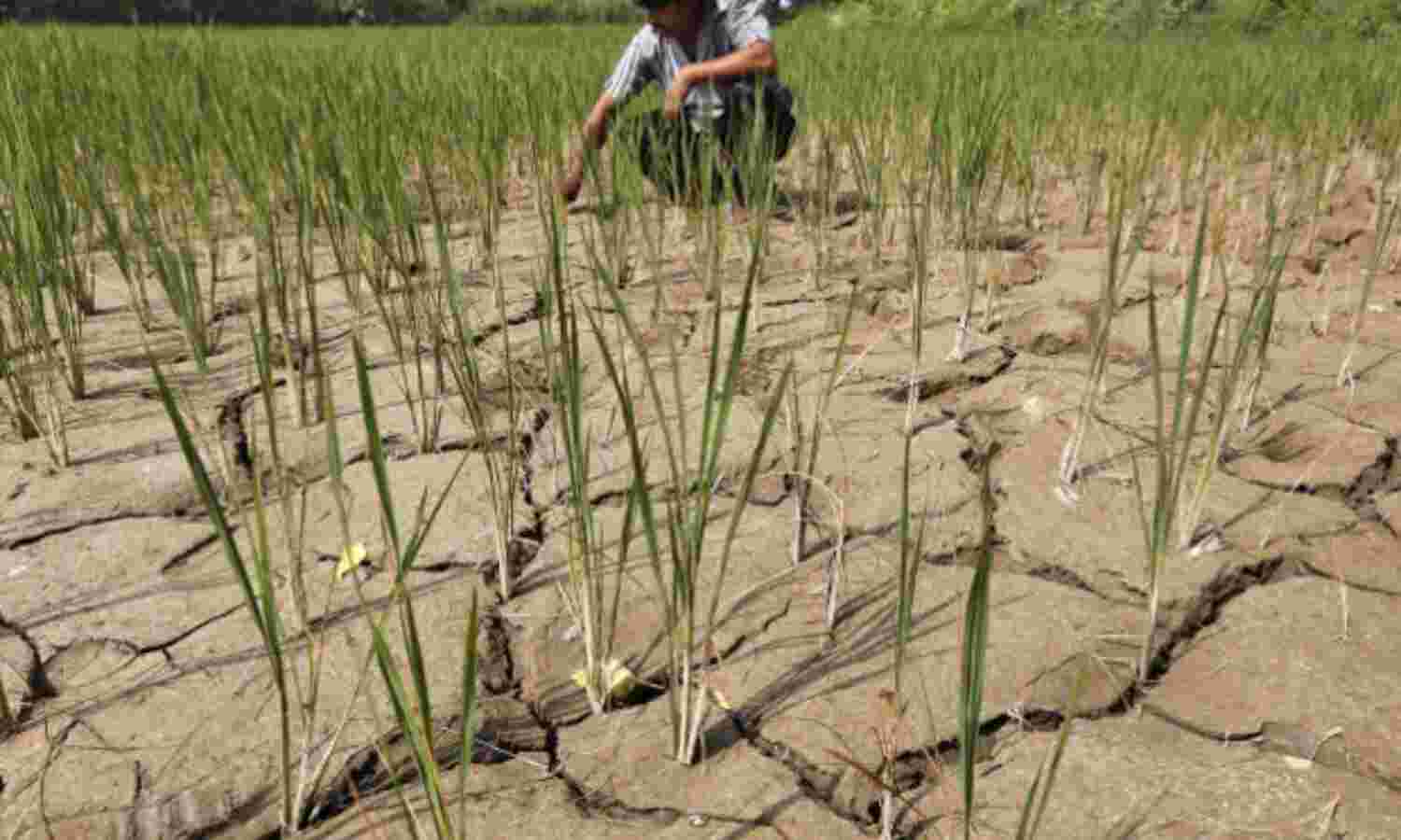 Marathwada Worst Hit, As Monsoon Stutters In Half Of India