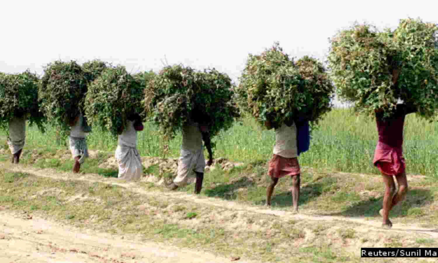Bihar’s Youth Problem: Still Working The Farms