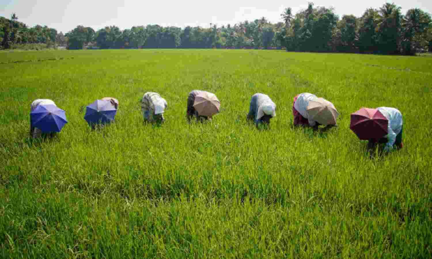 Farm Sector Growth: 0.2%. Rural-Urban Divide Widens