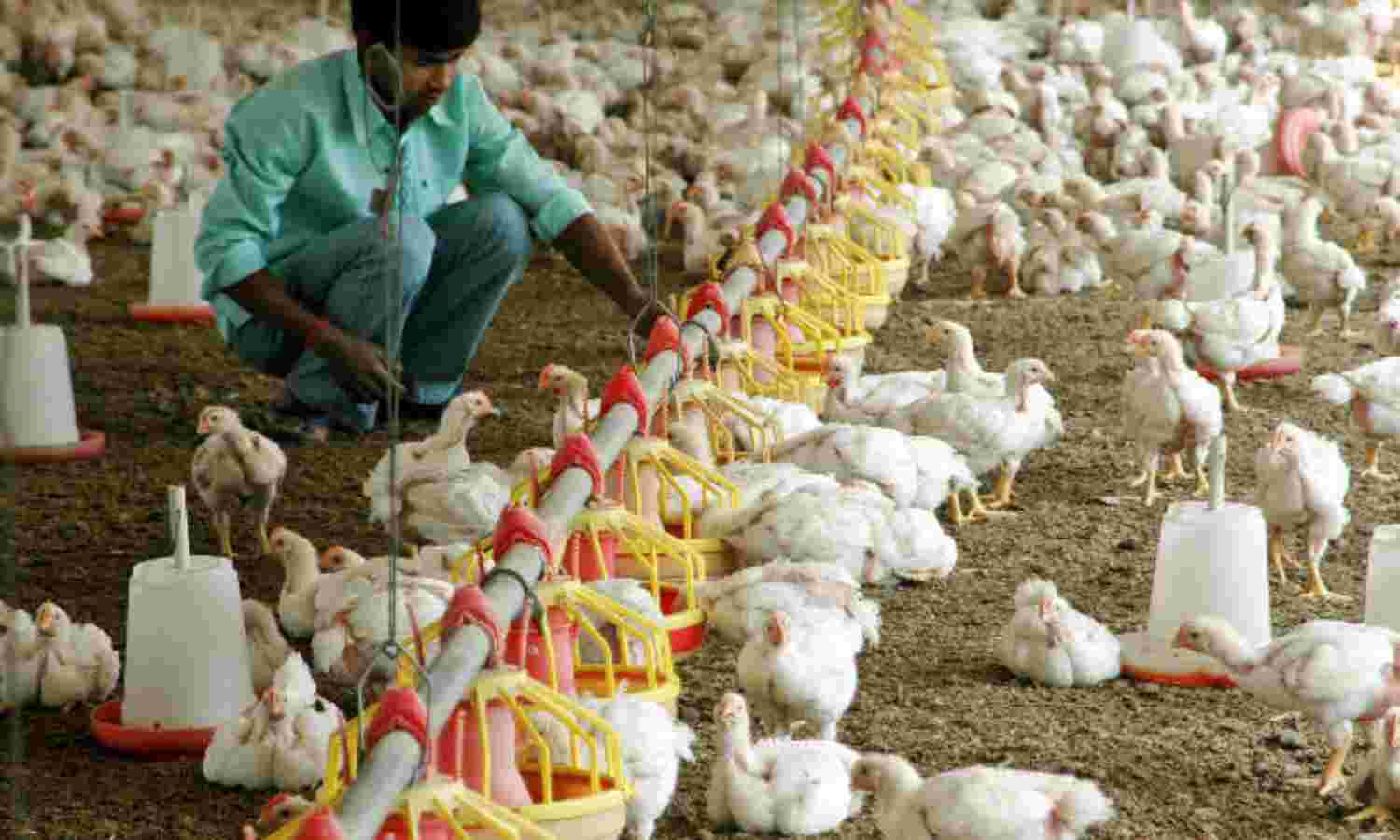Keeping Chicken Healthy Threatens Indias Health