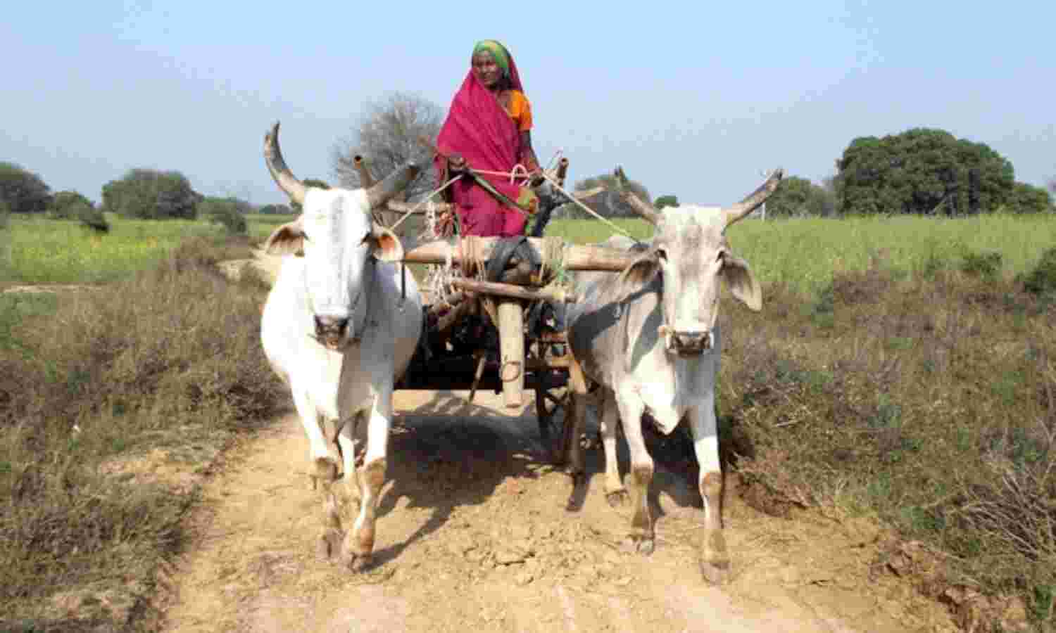 Indias Quiet Women Farmers Slip Into Crisis