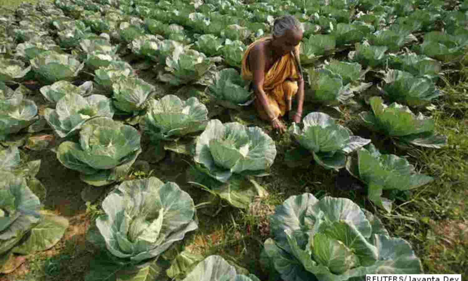 For First Time, A Seminal Change In India’s Agriculture