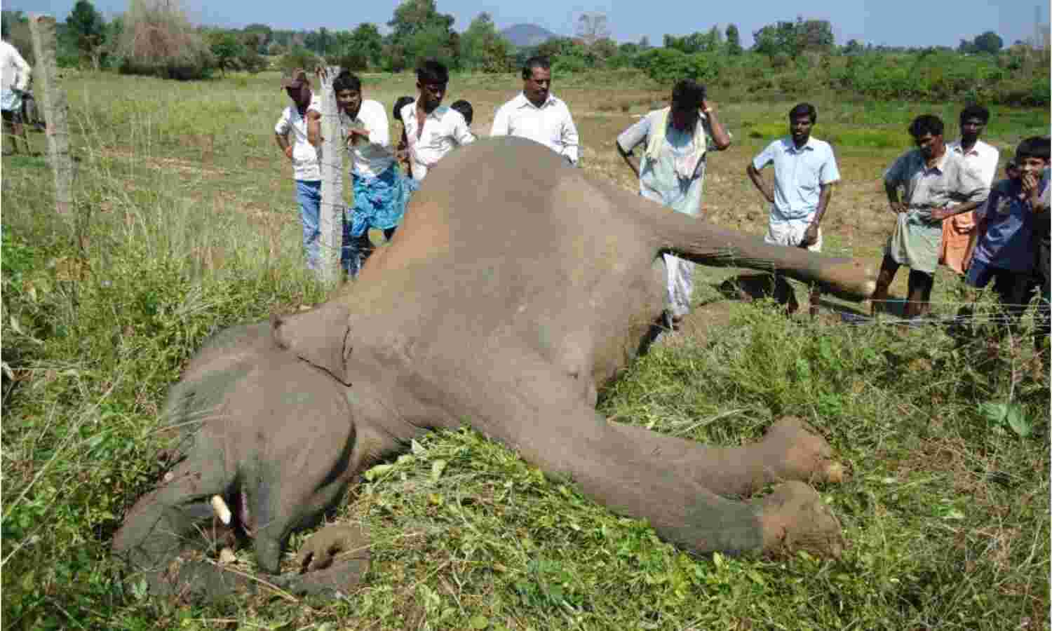 On India’s Forest Fringes, Widening & Animal-Human Clashes