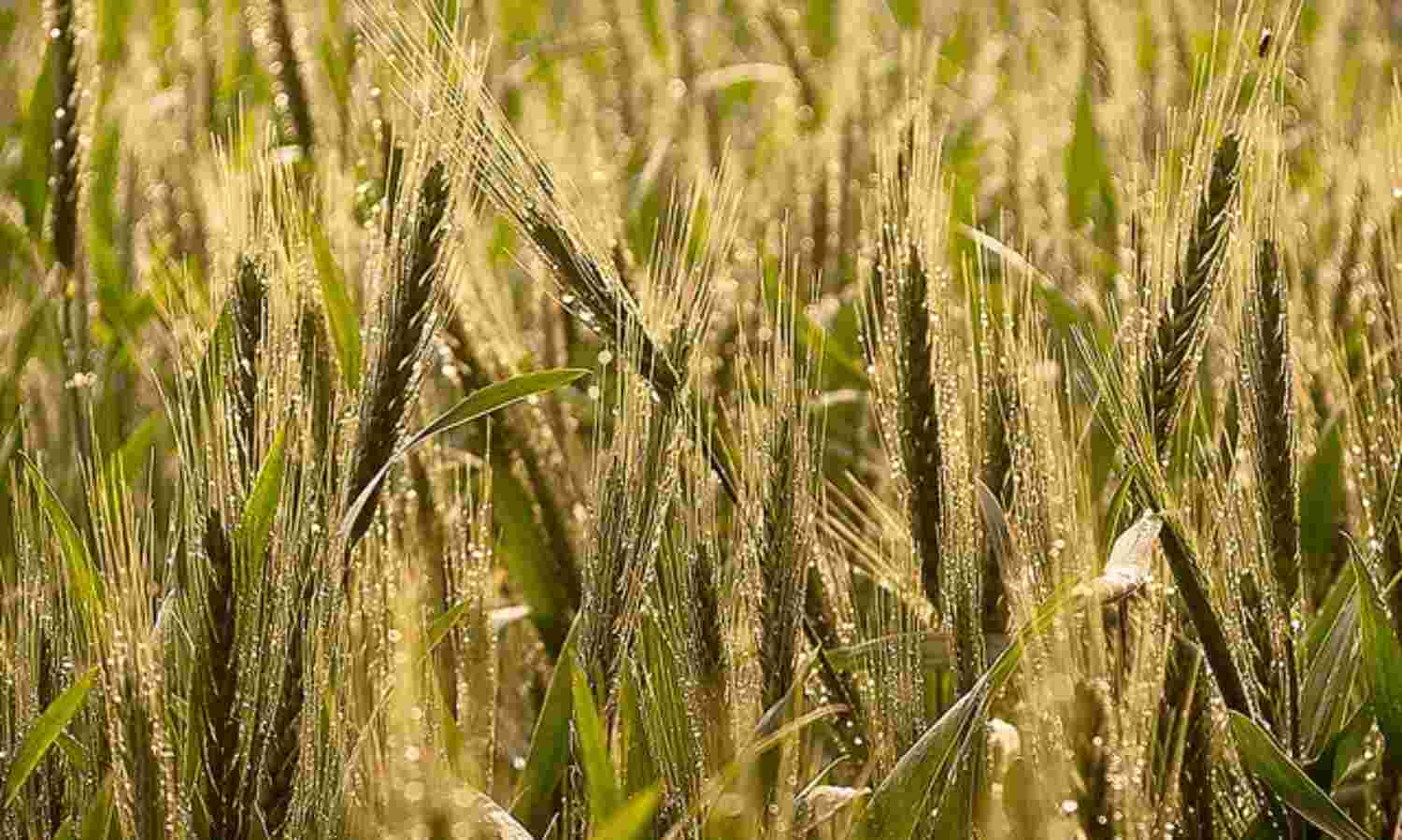 India’s Biggest Farm Challenge: Improving Output