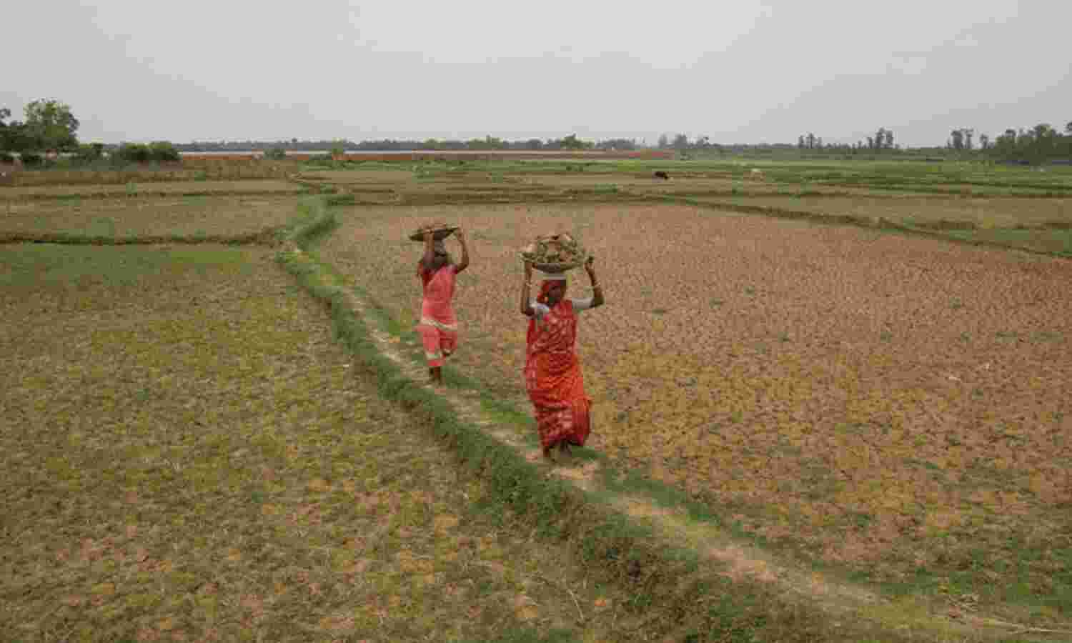 India’s 50-Year-Old Agri Challenge, Low Foodgrain Per Capita: Budget 2014 Primer