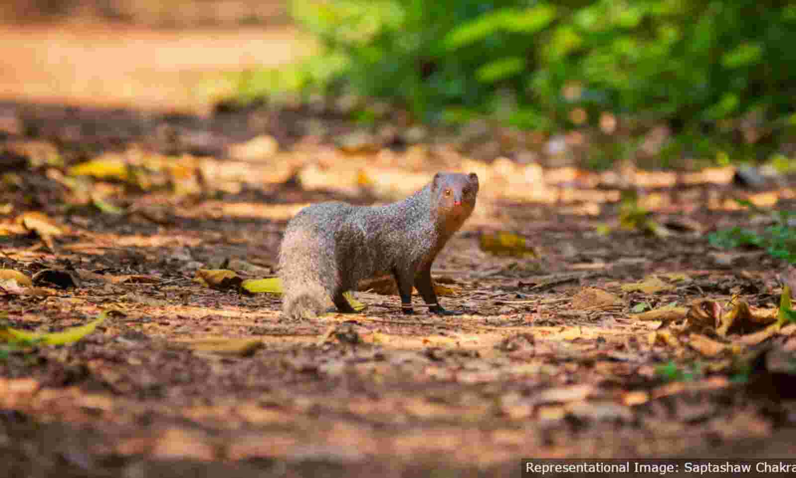 How Online Sale and Global Supply Chains Of Paint Brushes Are Endangering  India's Mongooses