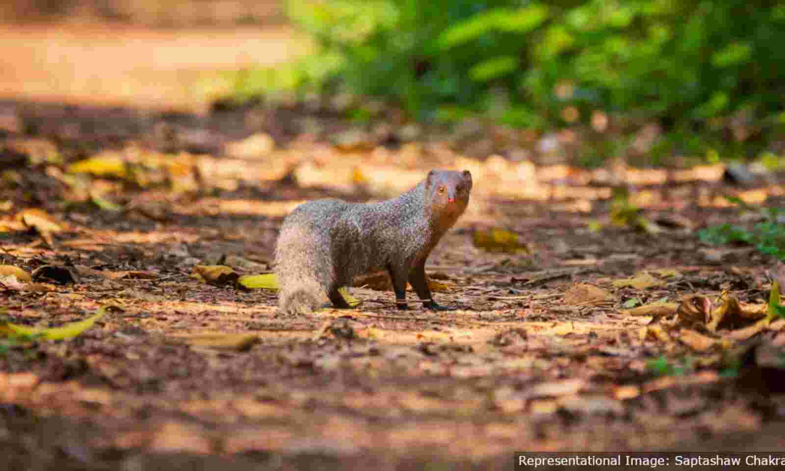 How Online Sale and Global Supply Chains Of Paint Brushes Are Endangering India's Mongooses How Online Sale and Global Supply Chains Of Paint Brushes Are Endangering India's Mongooses