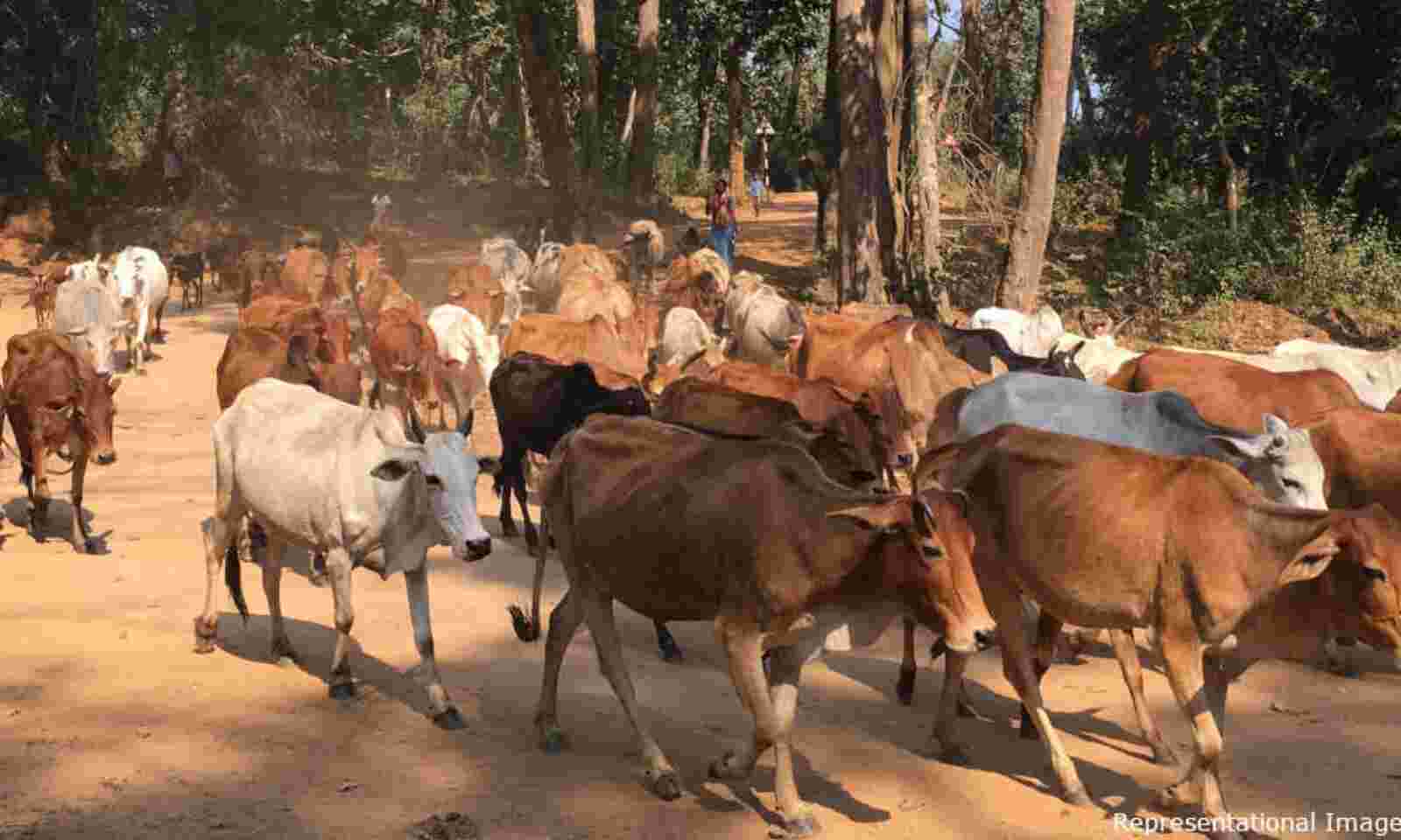 Hindu Vigilantes Push Rajasthan's Cow Trade Into Decline Hindu Vigilantes Push Rajasthan's Cow Trade Into Decline