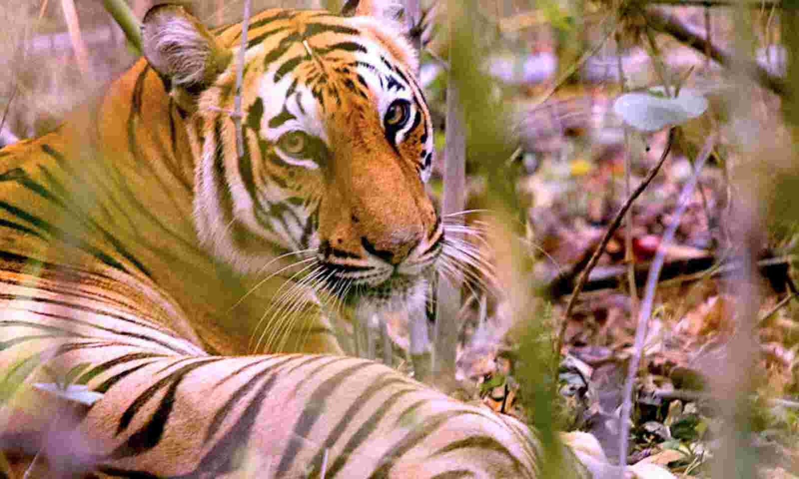 Bangladesh finds only 100 Bengal tigers in Sunderbans - BBC News