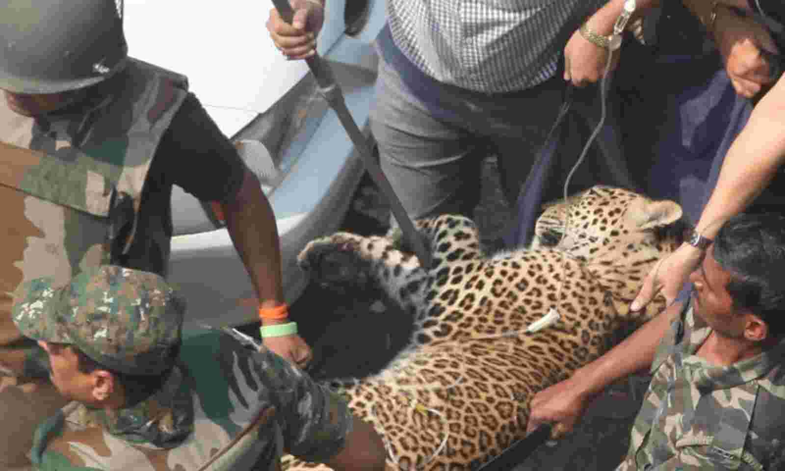 Why Compensation For Wildlife Attacks Works Against Its Aims In India Why Compensation For Wildlife Attacks Works Against Its Aims In India