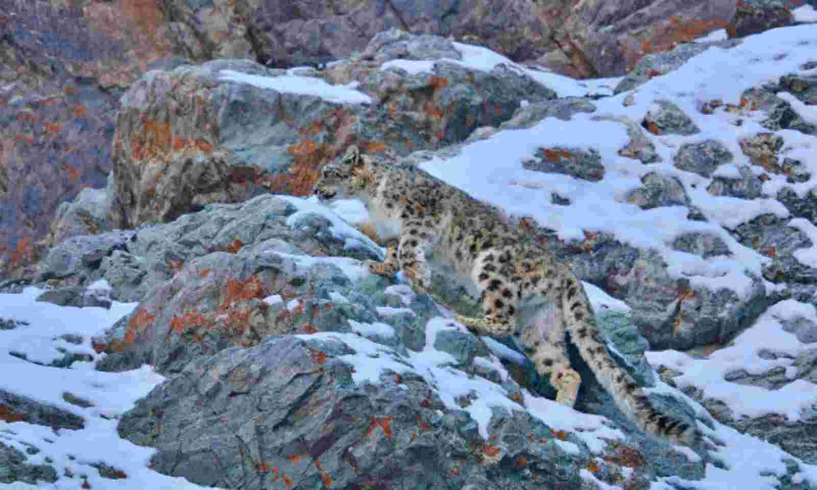 Snow Leopard Climate Change - Home Design Ideas